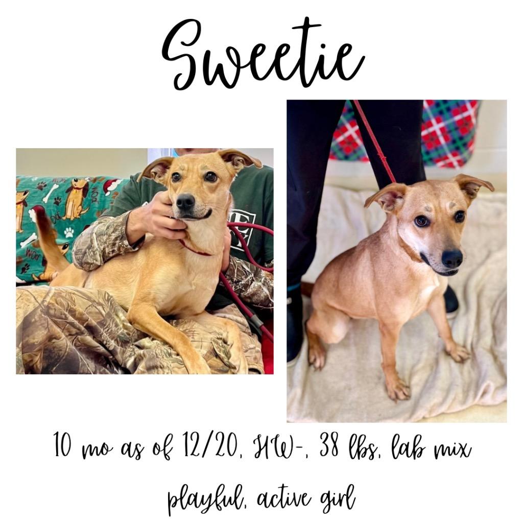 Enlarge Sweetie, a Adoptable mixed breed in Albany, GA image 3/4