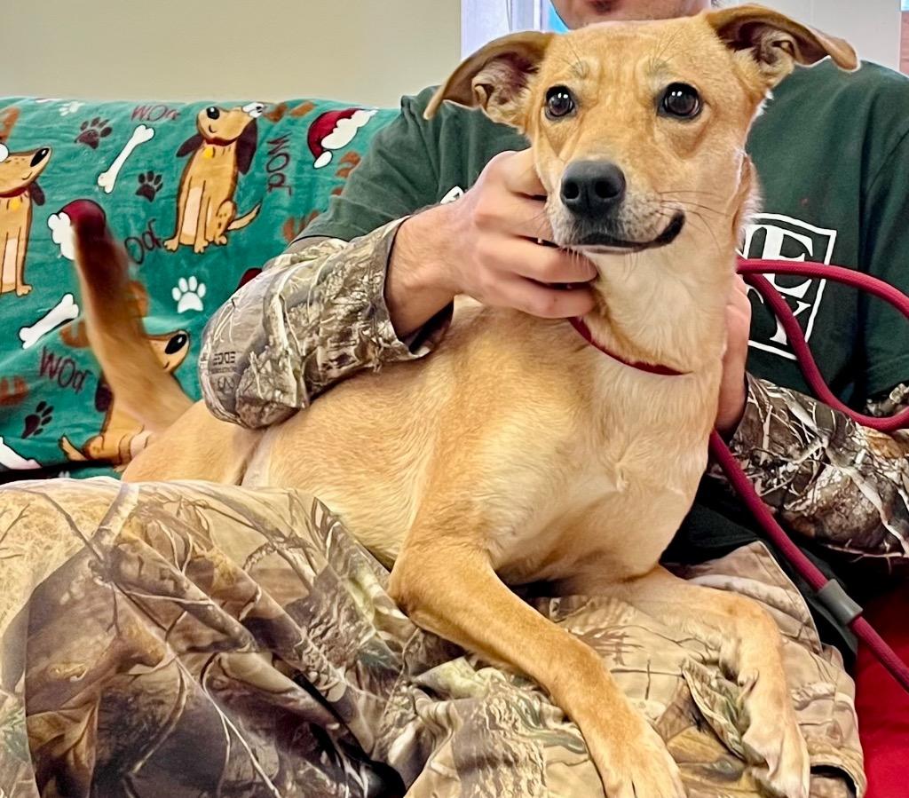 Enlarge Sweetie, a Adoptable mixed breed in Albany, GA image 4/4