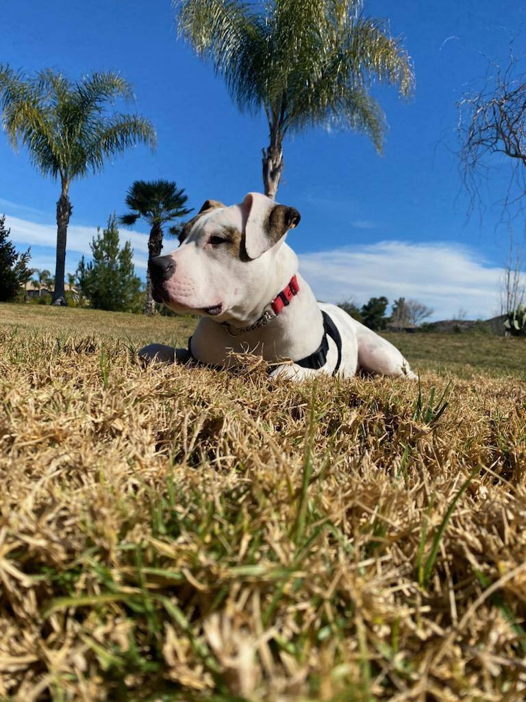 Dog for adoption Petey, an American Bully in Perris, CA Petfinder