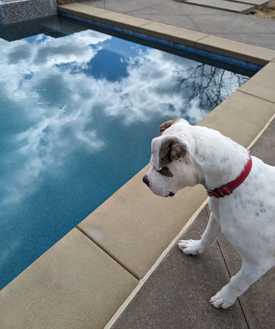 Dog for adoption Petey, an American Bully in Perris, CA Petfinder