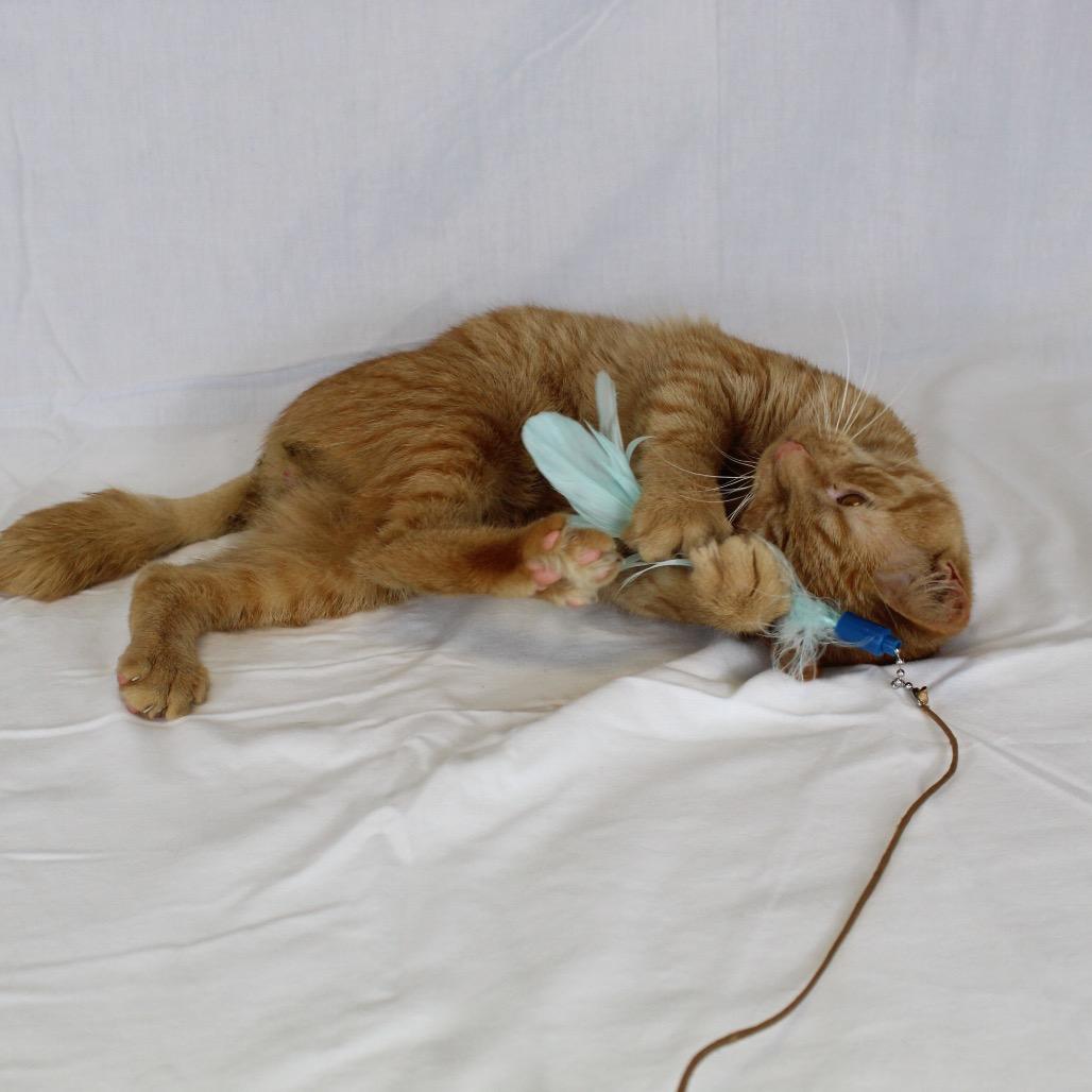 Edward, Adoptable, Young Male Domestic Short Hair.