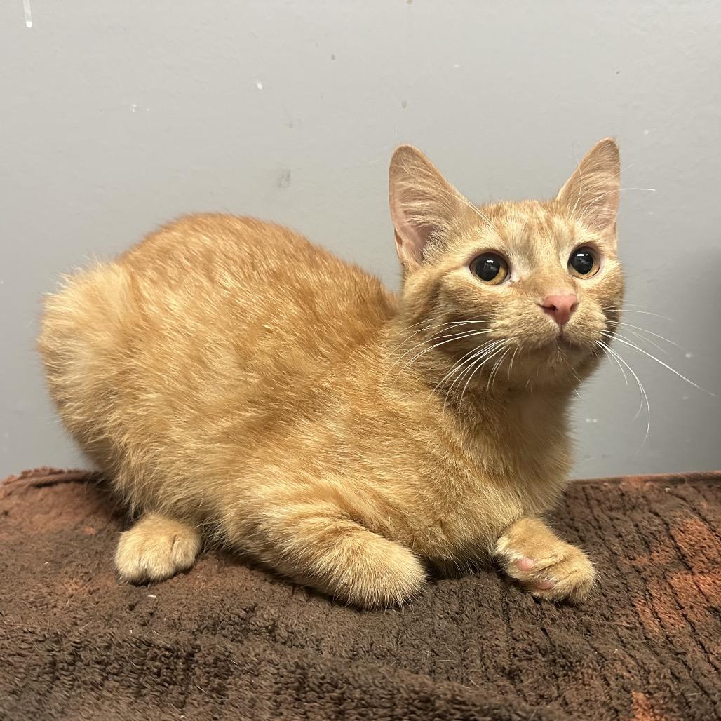 Enlarge Edward, a Adoptable Domestic Short Hair in Webster, TX image 2/6