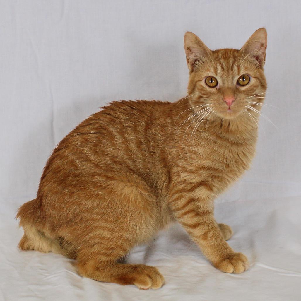 Enlarge Edward, a Adoptable Domestic Short Hair in Webster, TX image 3/6