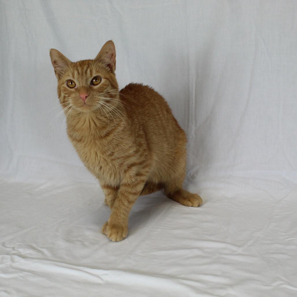 Enlarge Edward, a Adoptable Domestic Short Hair in Webster, TX image 4/6