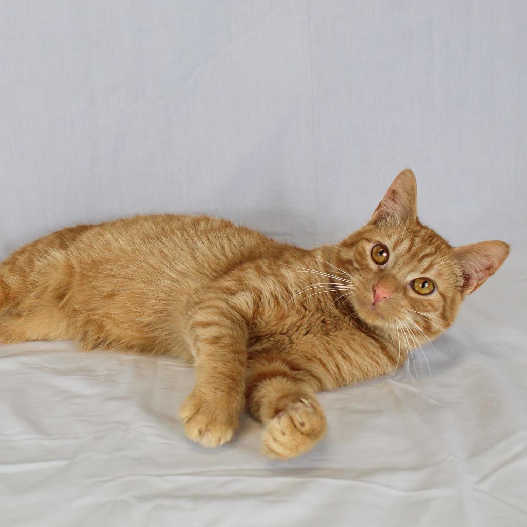 Enlarge Edward, a Adoptable Domestic Short Hair in Webster, TX image 5/6