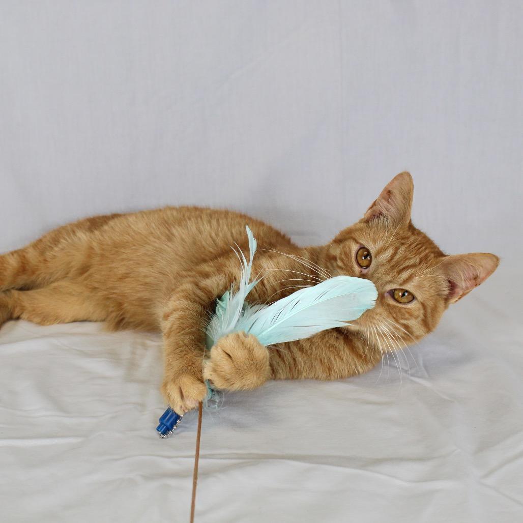 Enlarge Edward, a Adoptable Domestic Short Hair in Webster, TX image 6/6