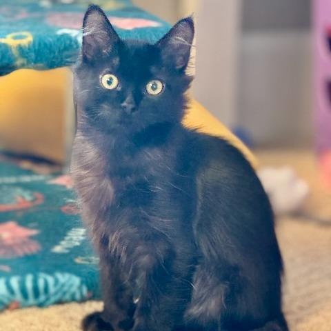 Jack, Adoptable, Kitten Male Domestic Long Hair.