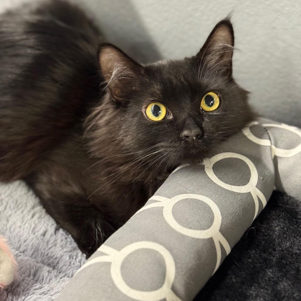 Jack, Adoptable, Young Male Domestic Long Hair.