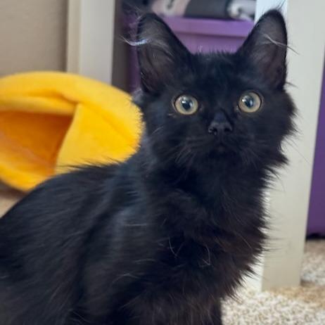 Enlarge Jack, a Adoptable Domestic Long Hair in Pleasanton, CA image 2/5
