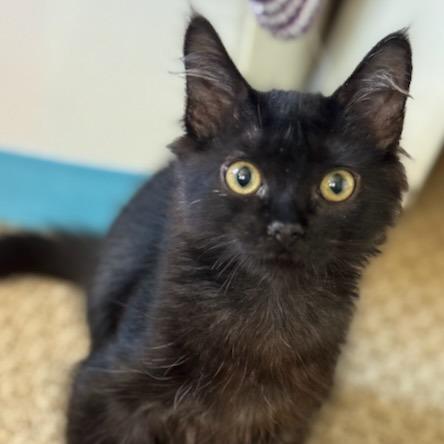 Enlarge Jack, a Adoptable Domestic Long Hair in Pleasanton, CA image 3/5