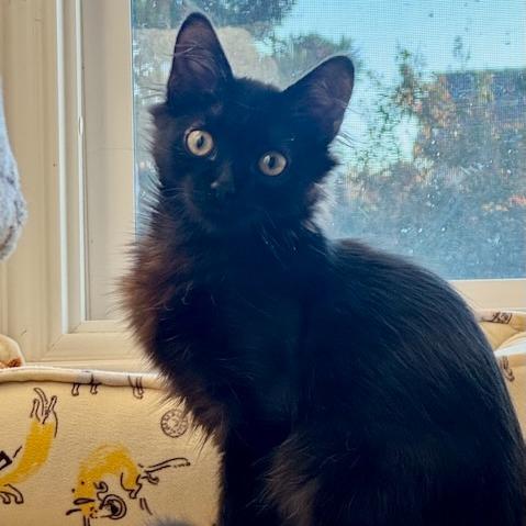 Enlarge Jack, a Adoptable Domestic Long Hair in Pleasanton, CA image 4/5