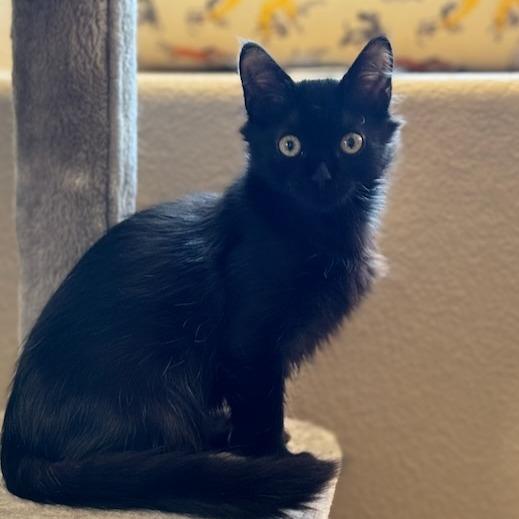 Enlarge Jack, a Adoptable Domestic Long Hair in Pleasanton, CA image 5/5