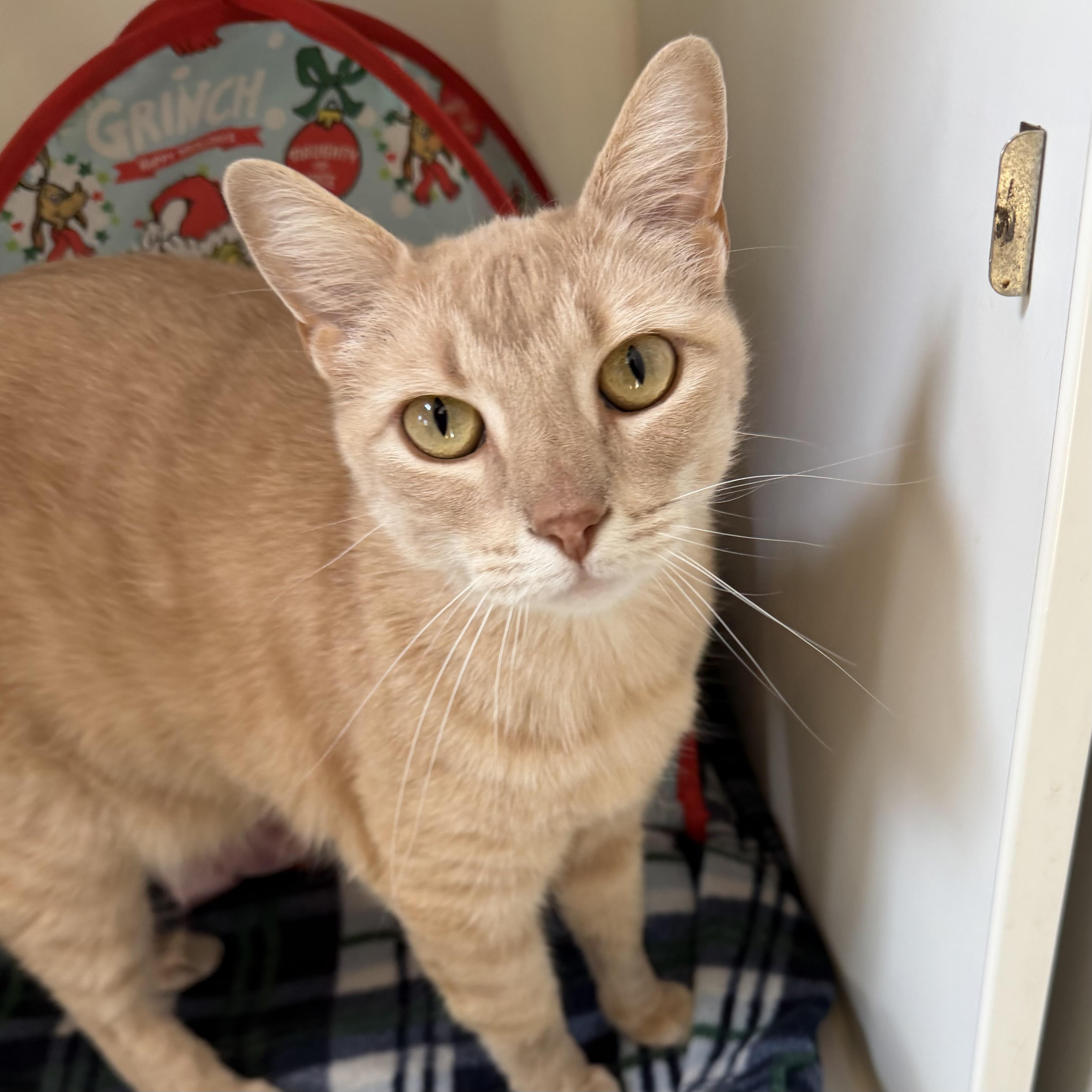 Enlarge Sugar, a ADOPTABLE mixed breed in Libertyville, IL image 4/5