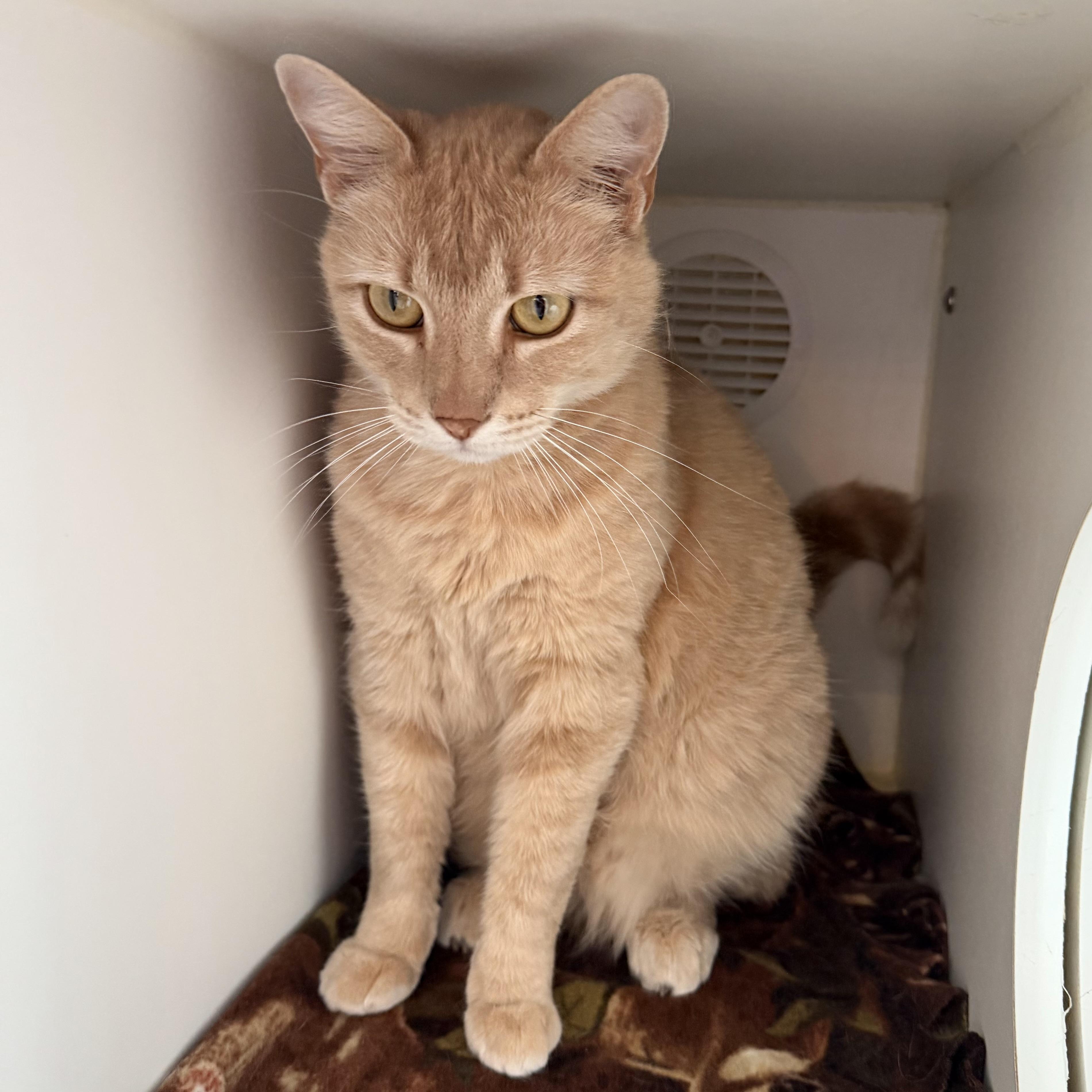 Enlarge Sugar, a ADOPTABLE mixed breed in Libertyville, IL image 5/5