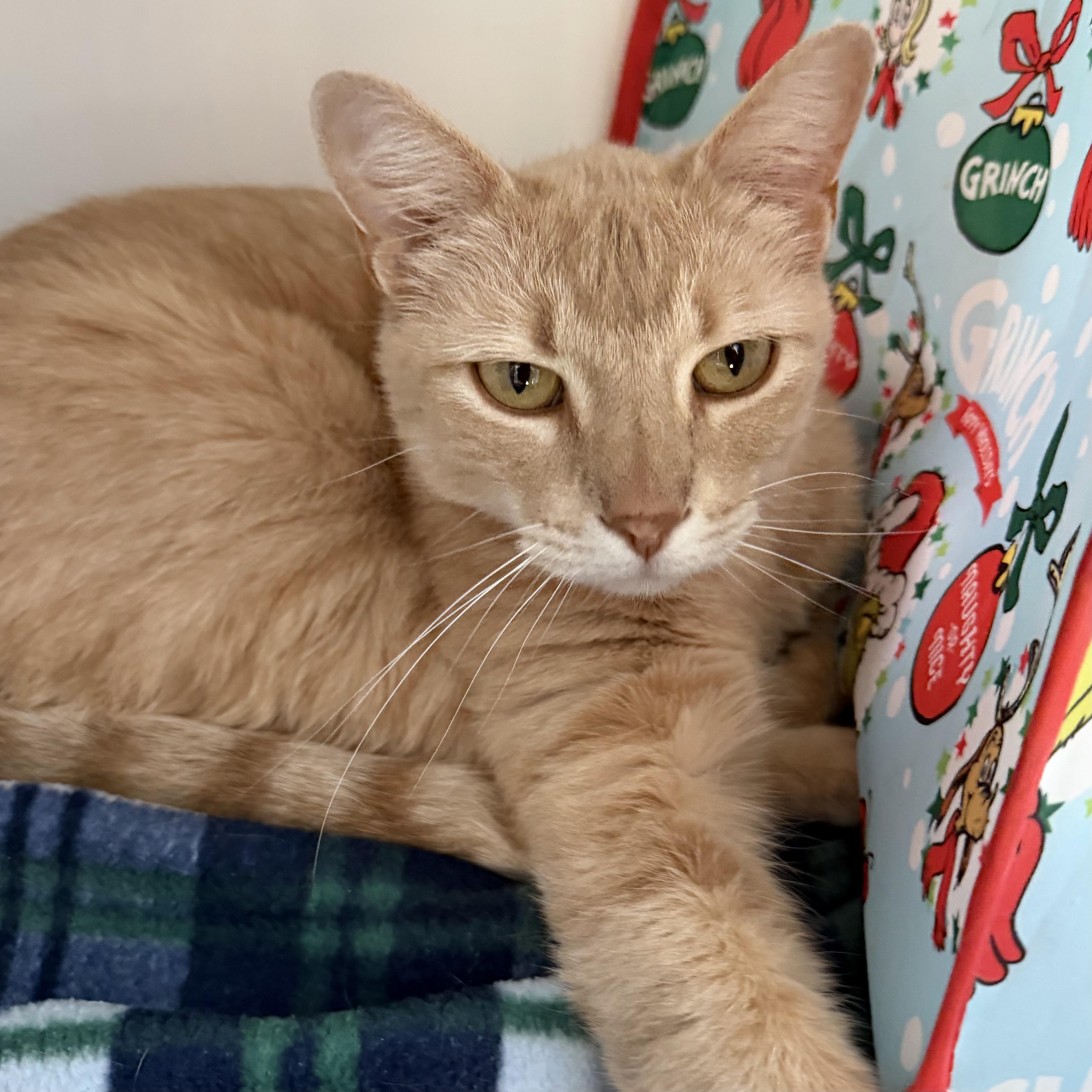 Enlarge Sugar, a ADOPTABLE mixed breed in Libertyville, IL image 1/5