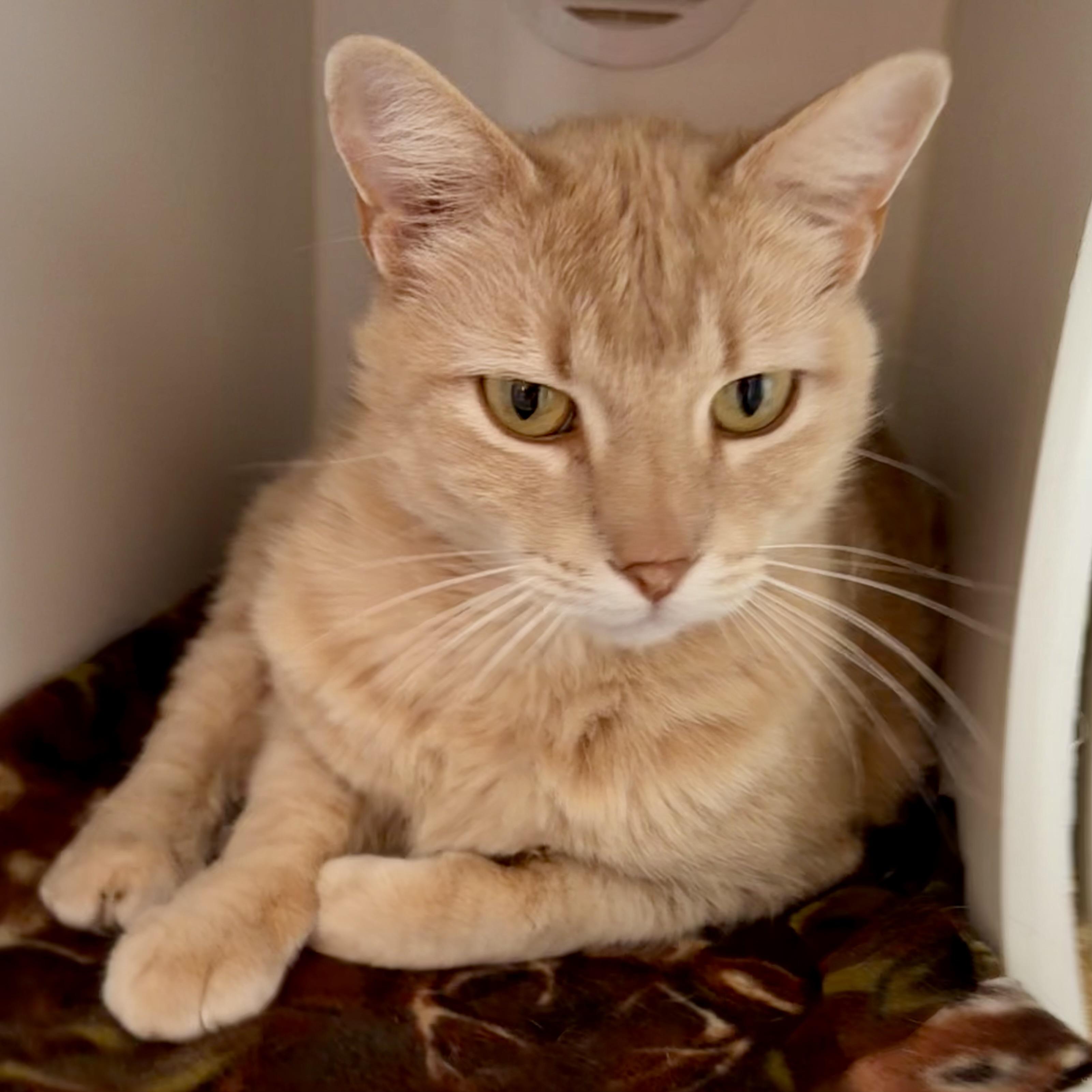 Enlarge Sugar, a ADOPTABLE mixed breed in Libertyville, IL image 2/5