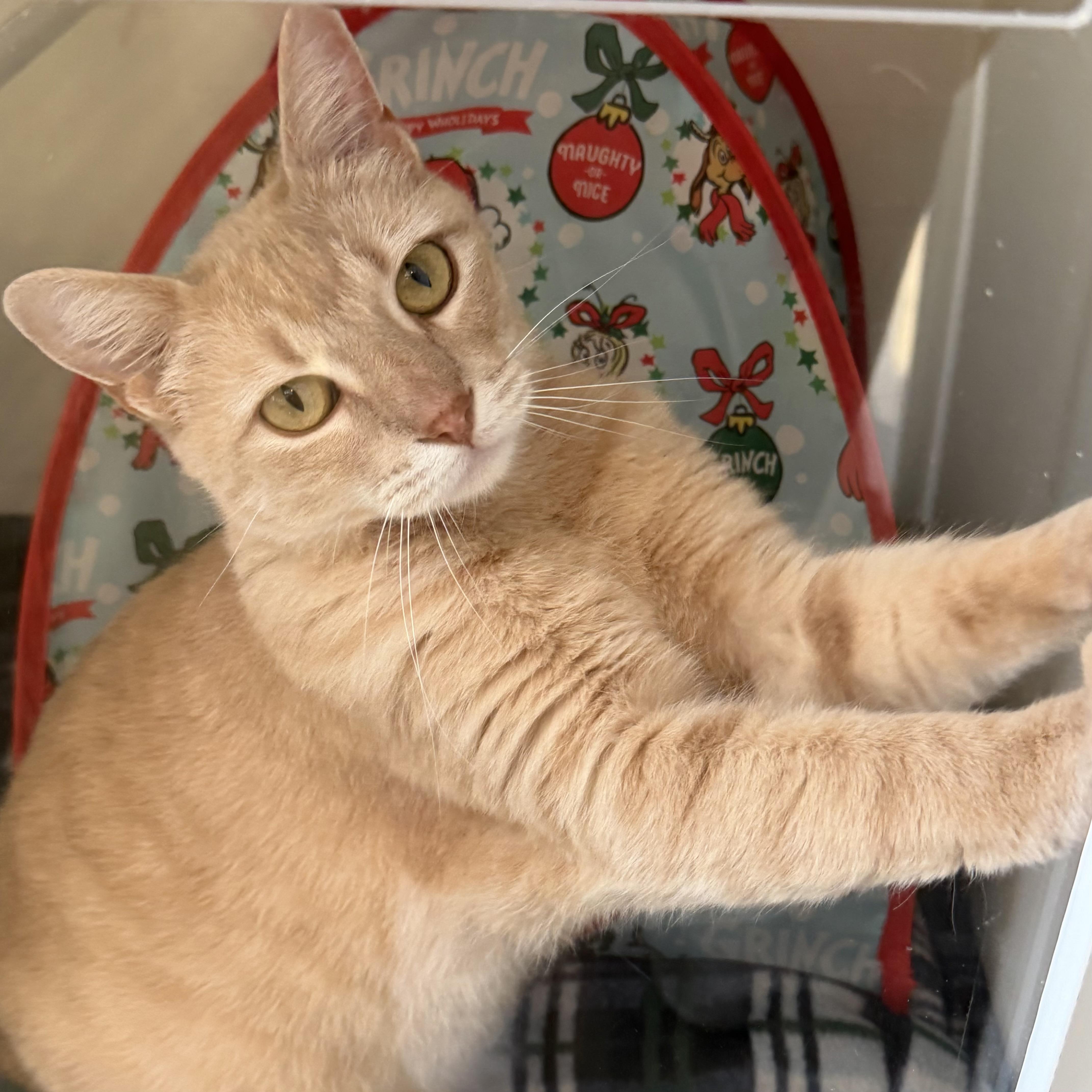 Enlarge Sugar, a ADOPTABLE mixed breed in Libertyville, IL image 3/5