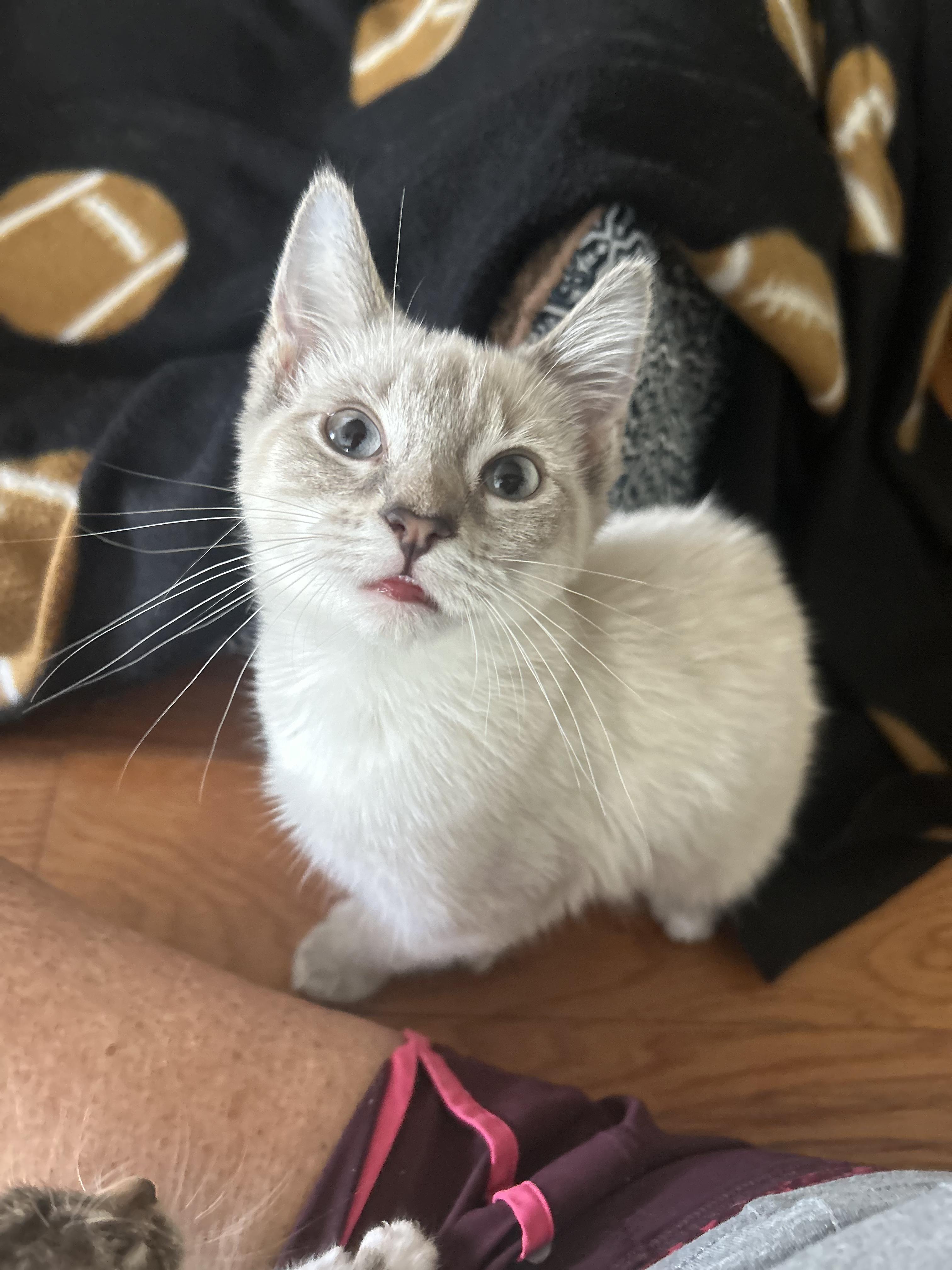 Freya, Adopted, Young Female Extra-Toes Cat / Hemingway Polydactyl & Siamese.