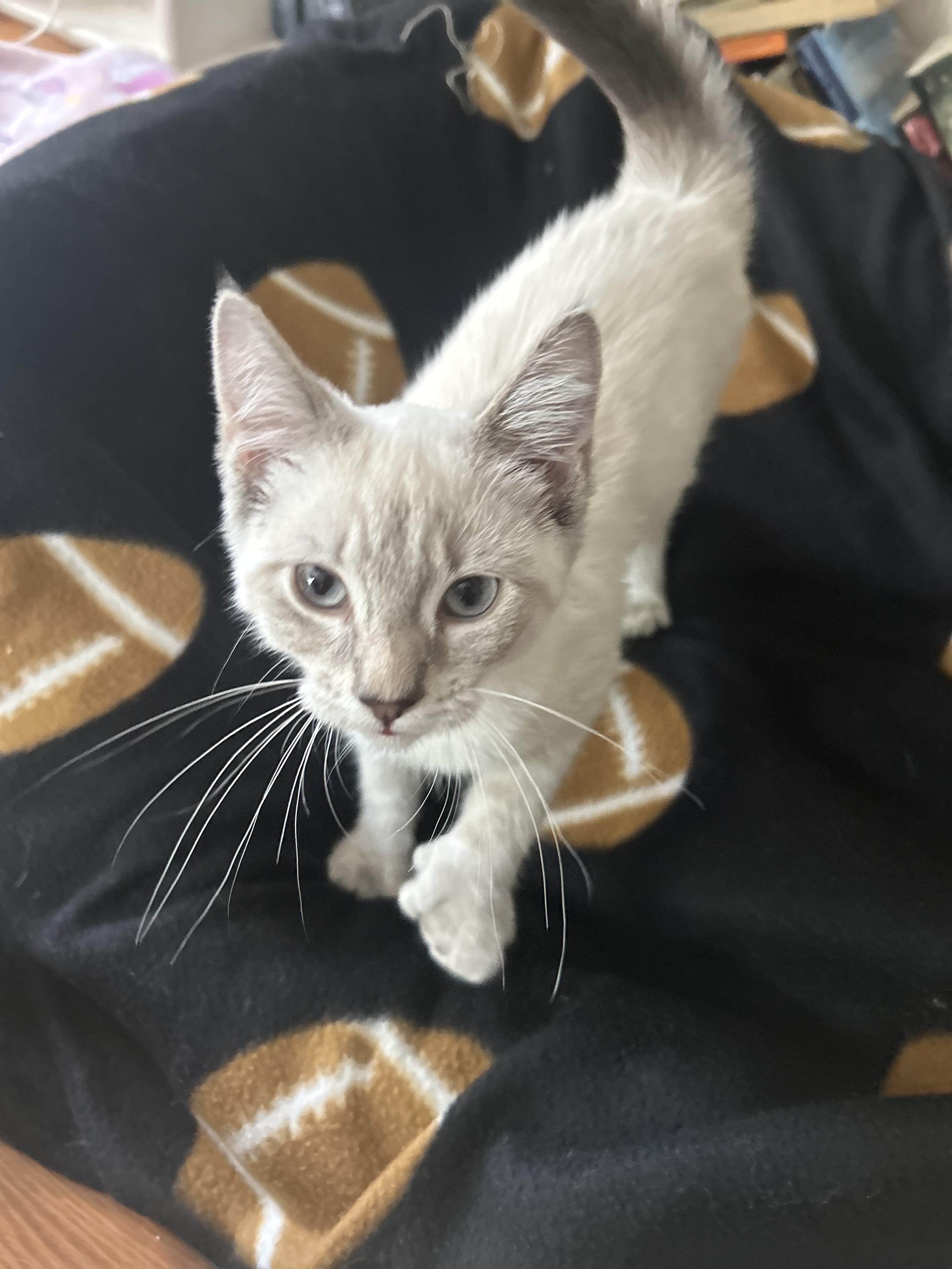 Enlarge Freya, a Adopted mixed breed in Mount Pleasant, SC image 2/2