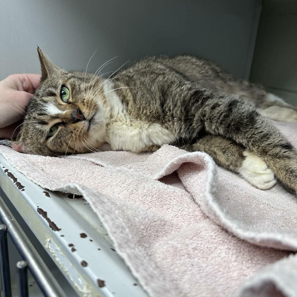 Harper, a Adoptable Domestic Short Hair in Chantilly, VA image 1/3