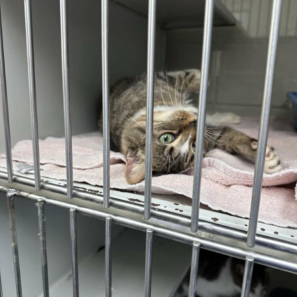 Harper, a Adoptable Domestic Short Hair in Chantilly, VA image 2/3
