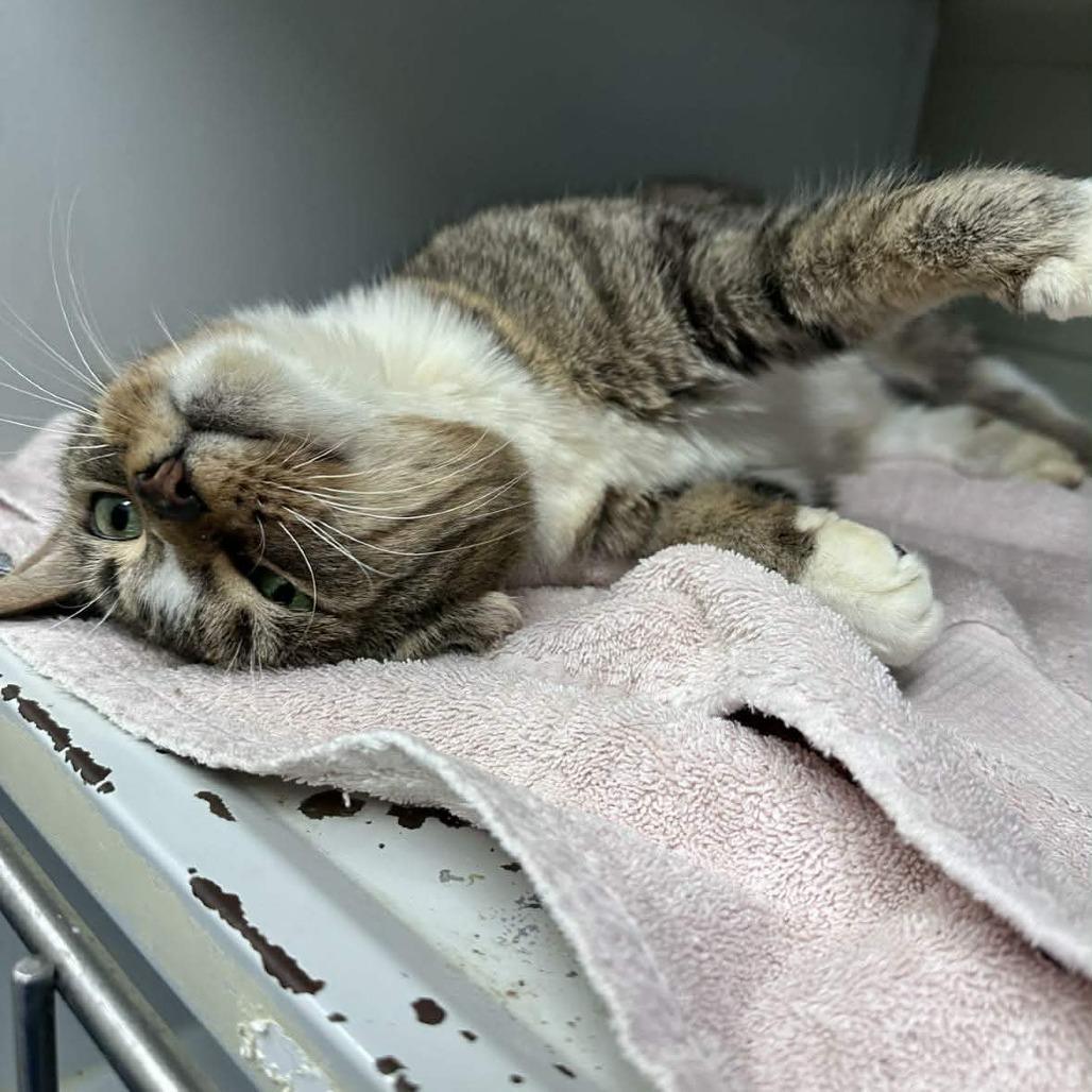 Harper, a Adoptable Domestic Short Hair in Chantilly, VA image 3/3