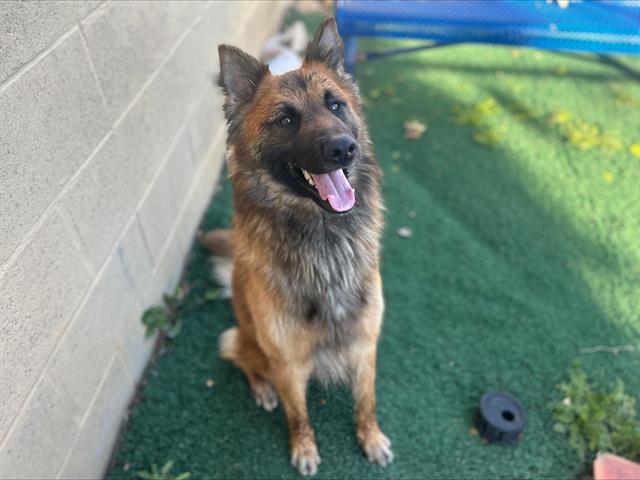 REESE'S, Adoptable, Young Male German Shepherd Dog & Mixed Breed.