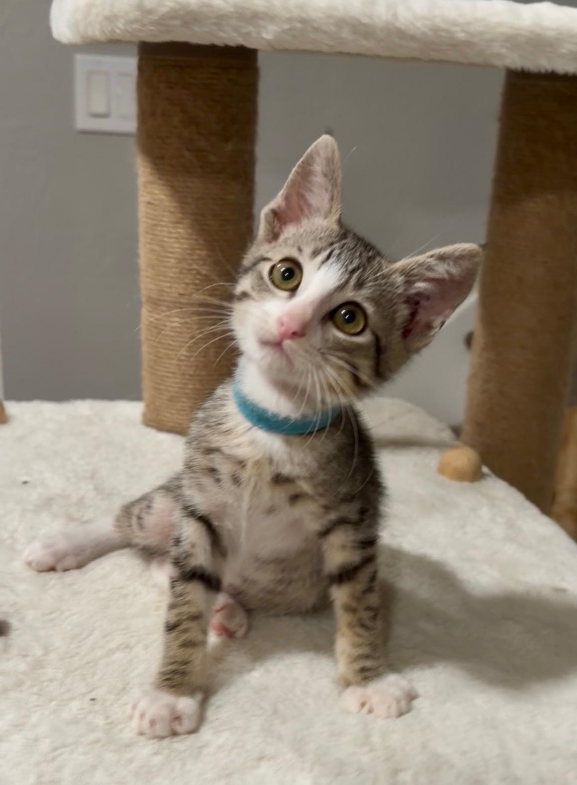 Enlarge Baxter, a ADOPTABLE Tabby in Oakley, CA image 2/3