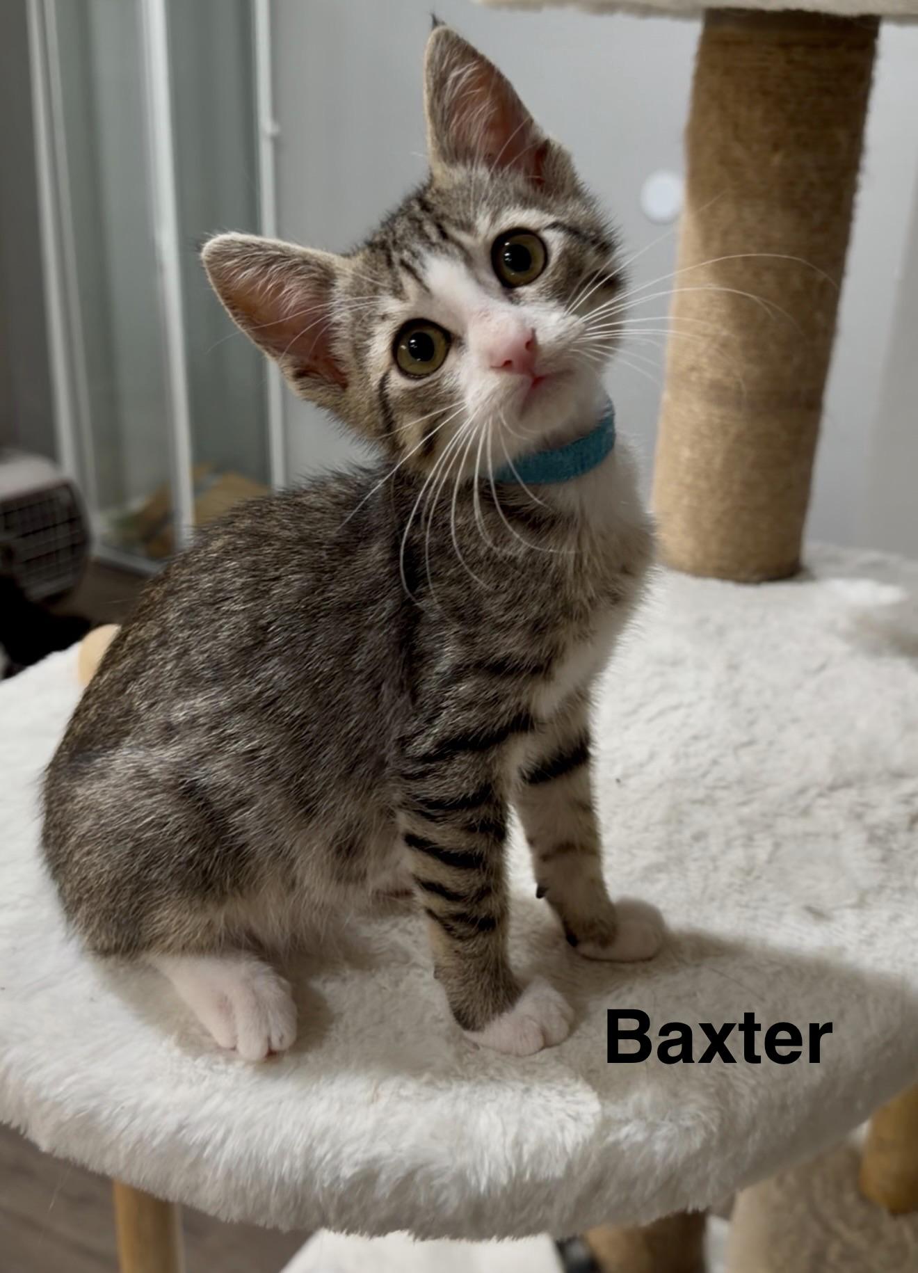 Enlarge Baxter, a ADOPTABLE Tabby in Oakley, CA image 1/3
