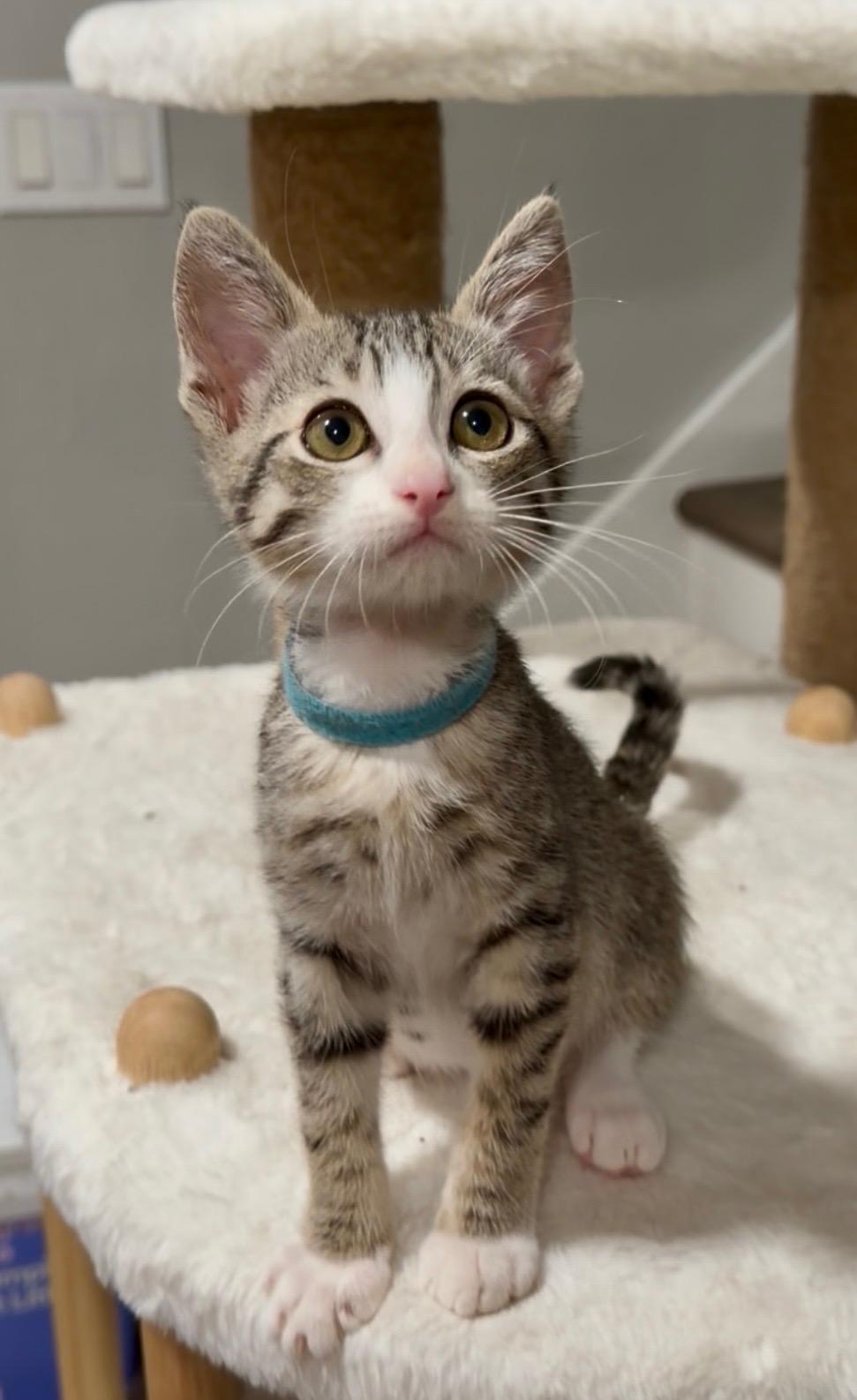 Enlarge Baxter, a ADOPTABLE Tabby in Oakley, CA image 3/3