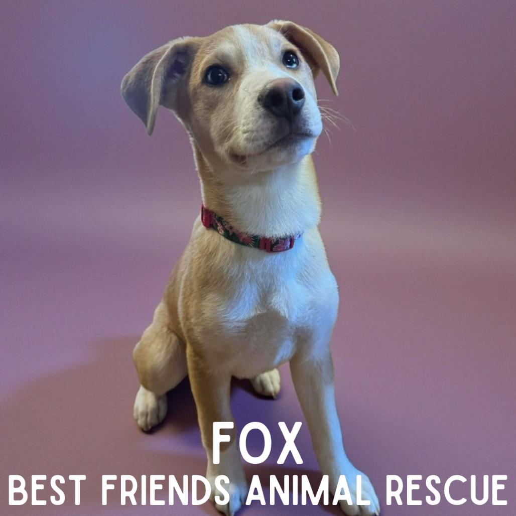 Fox, Adoptable, Puppy Female Husky.