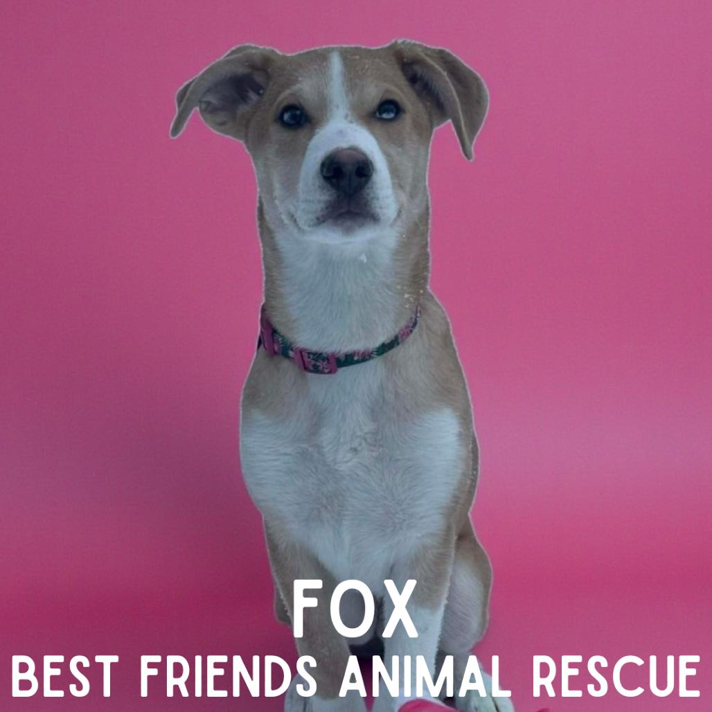 Enlarge Fox, a Adoptable Husky in Wasilla, AK image 2/6