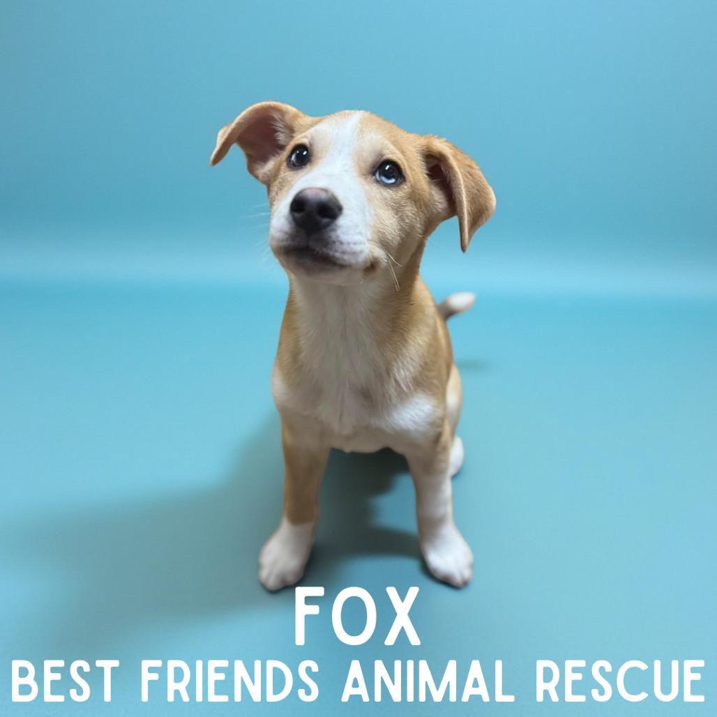Fox, Adoptable, Puppy Female Husky.