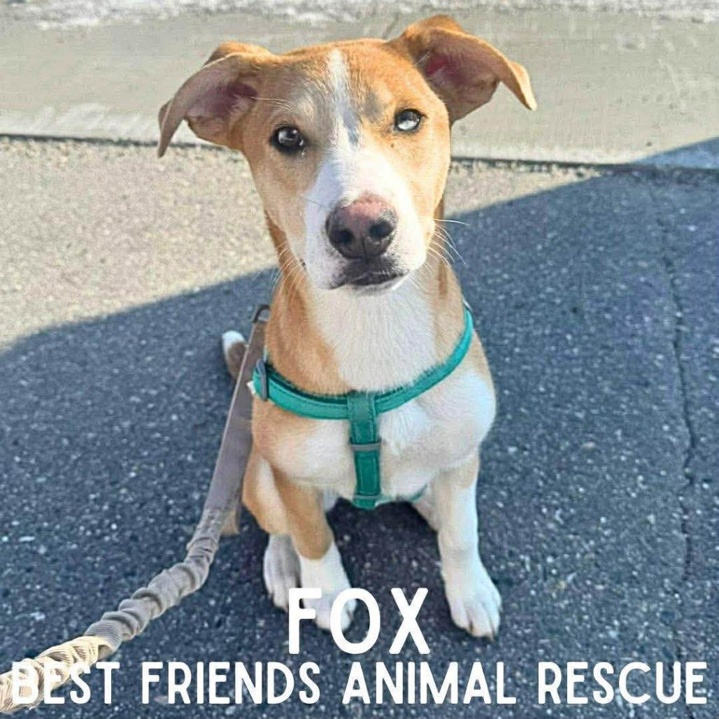 Enlarge Fox, a Adoptable Husky in Wasilla, AK image 4/6