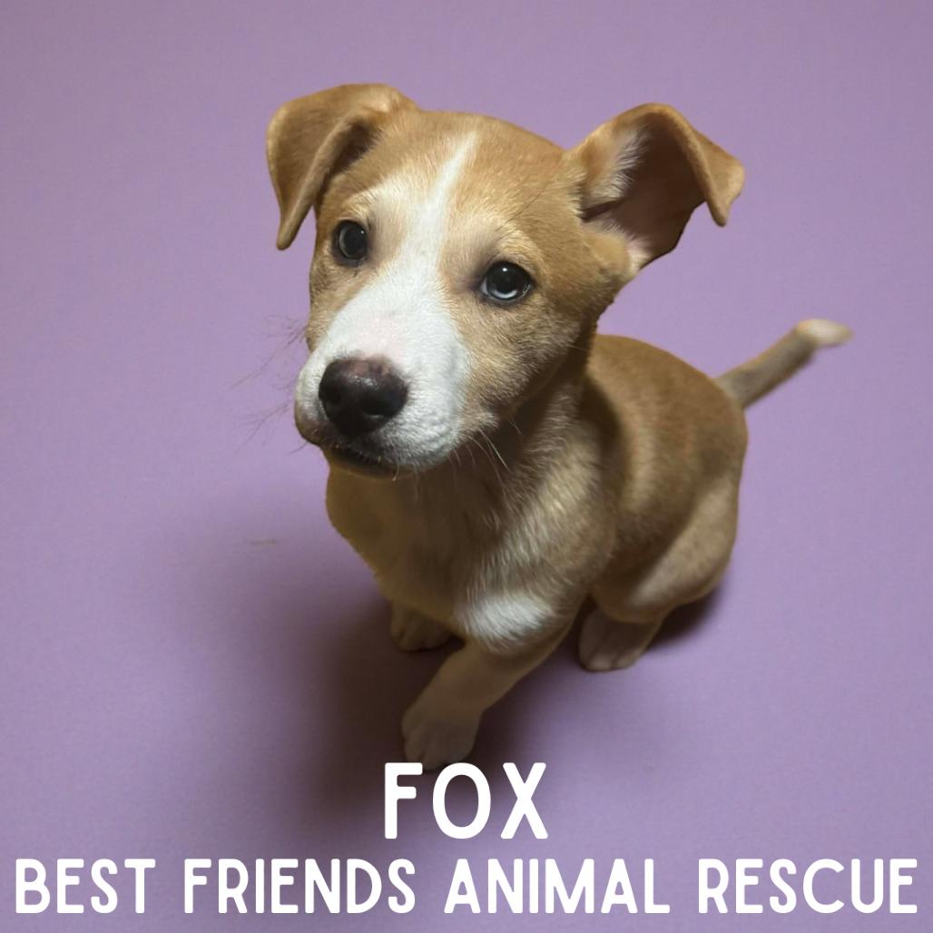 Enlarge Fox, a Adoptable Husky in Wasilla, AK image 2/2