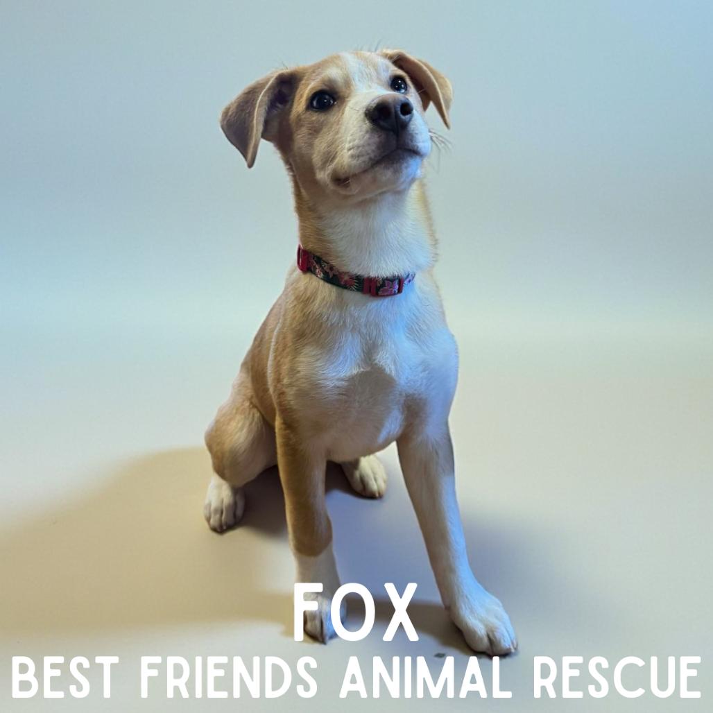 Enlarge Fox, a Adoptable Husky in Wasilla, AK image 6/6