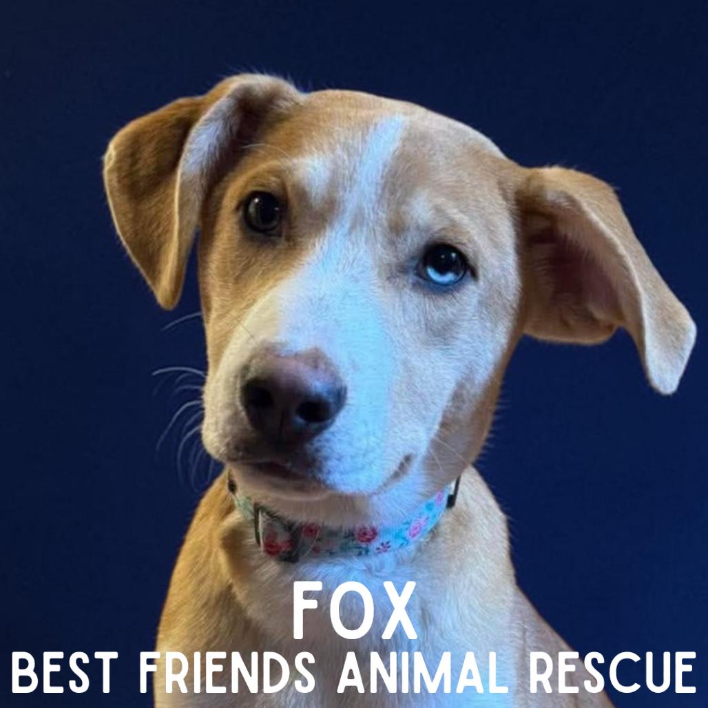 Enlarge Fox, a Adoptable Husky in Wasilla, AK image 6/6