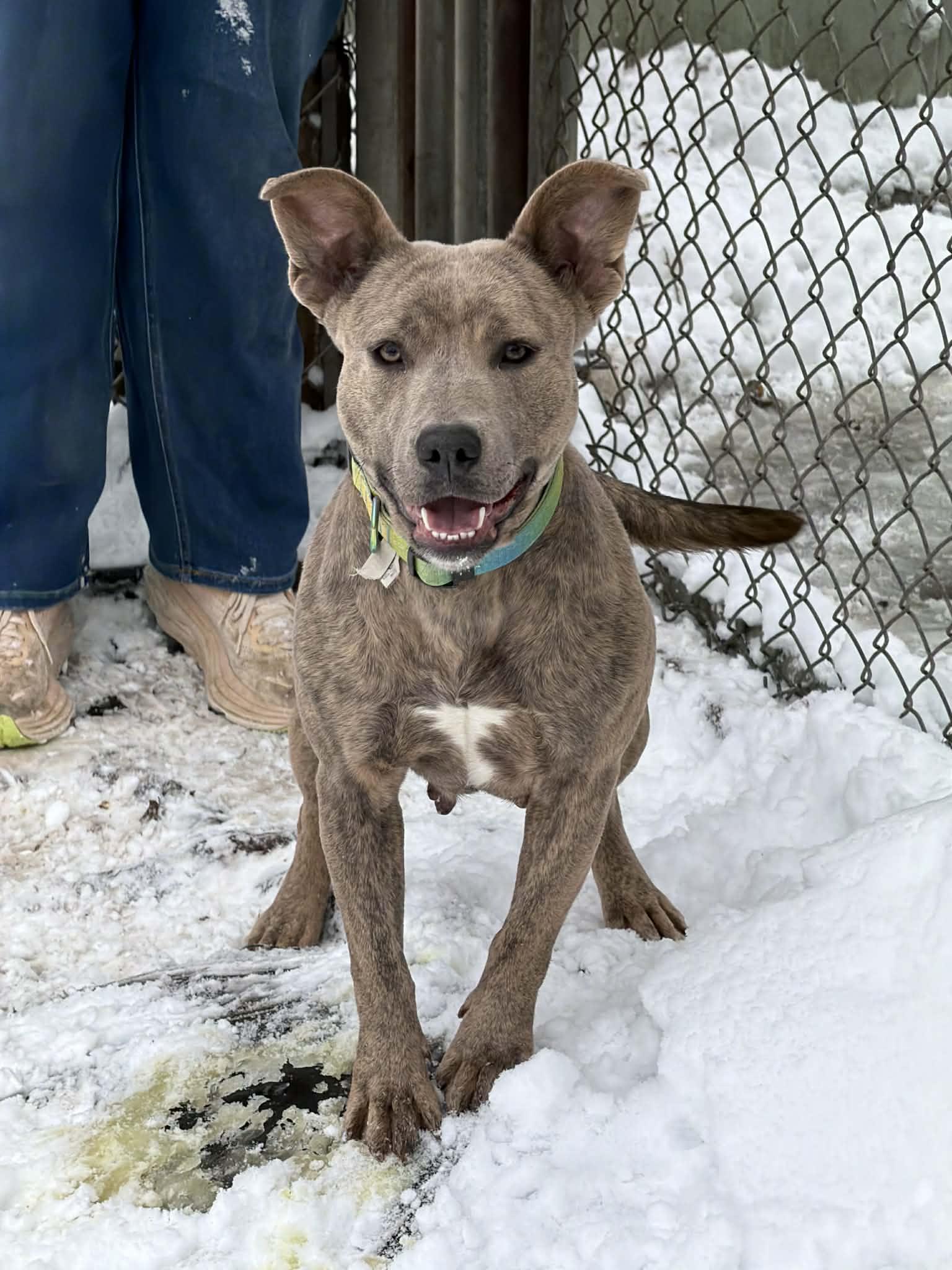 Enlarge Pebbles, a Adoptable Pit Bull Terrier in Martinsville, IN image 1/3
