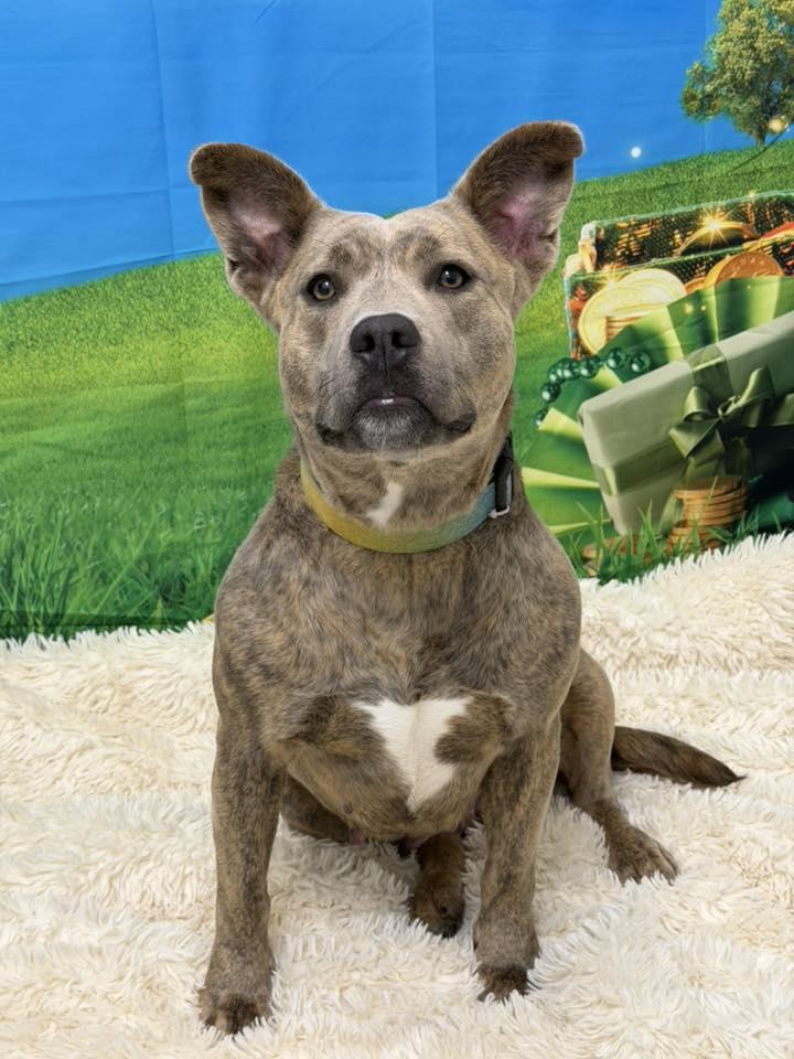 Pebbles, Adoptable, Young Female Pit Bull Terrier.