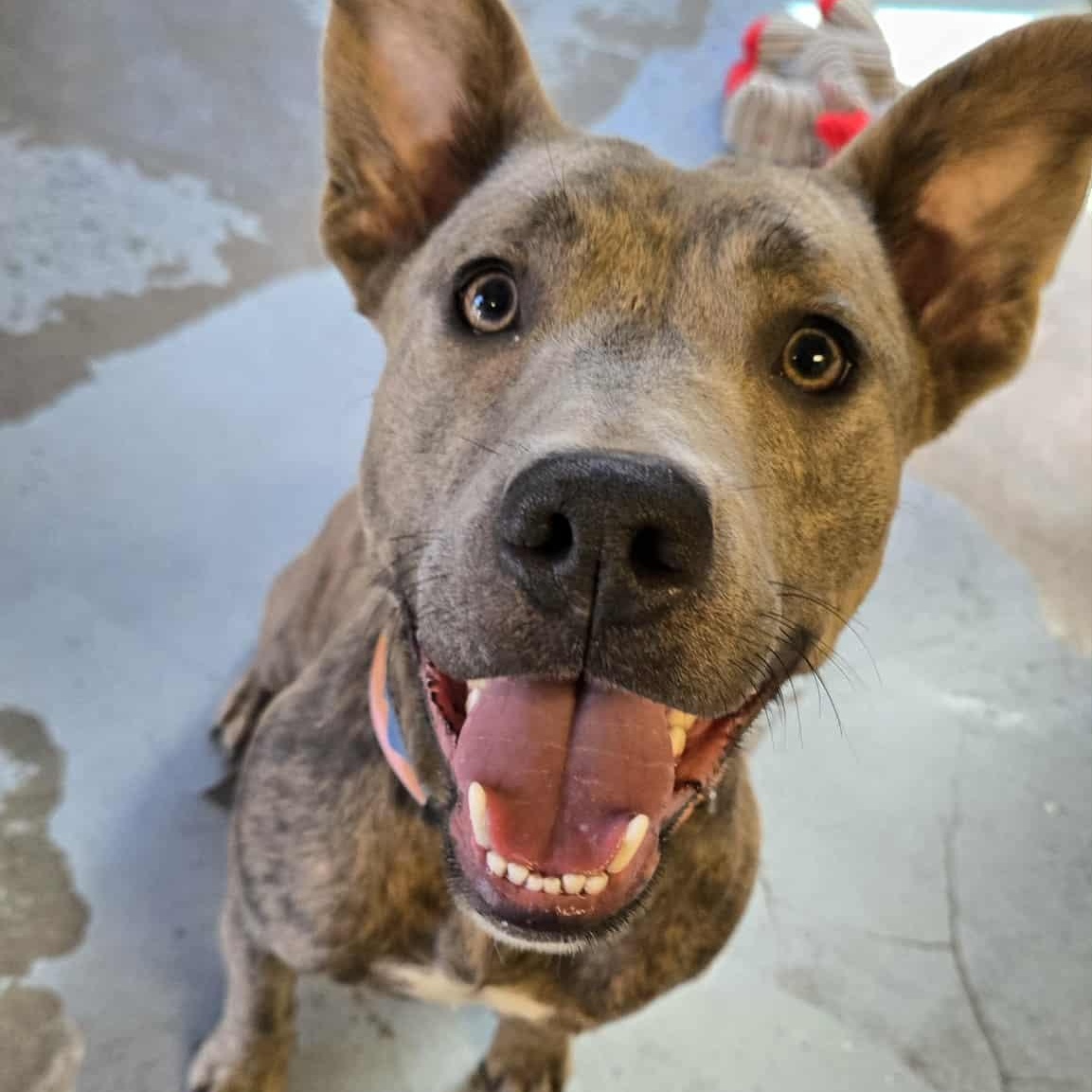 Enlarge Pebbles, a Adoptable Pit Bull Terrier in Martinsville, IN image 2/3