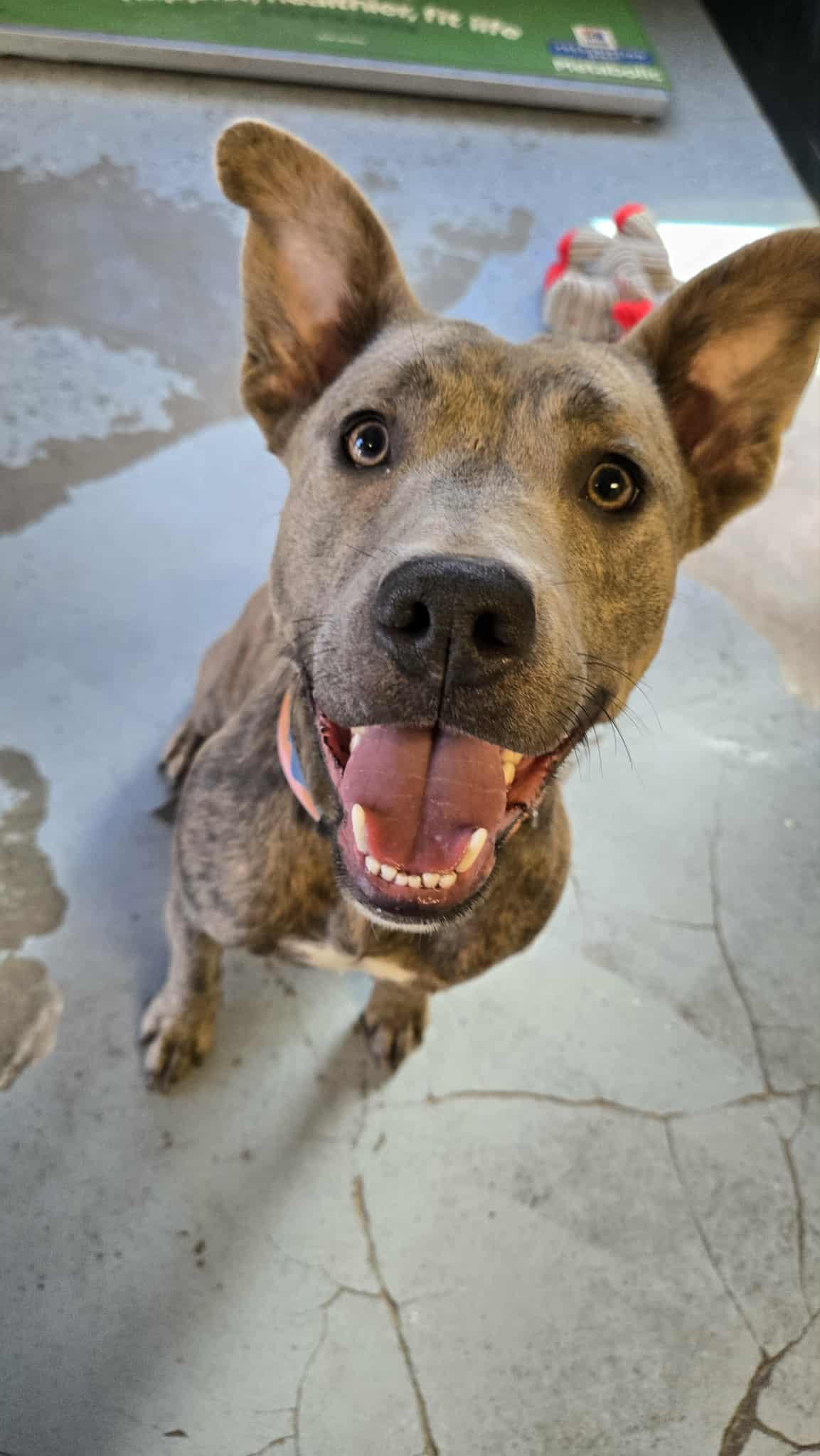 Pebbles, a Adoptable Pit Bull Terrier in Martinsville, IN image 1/2