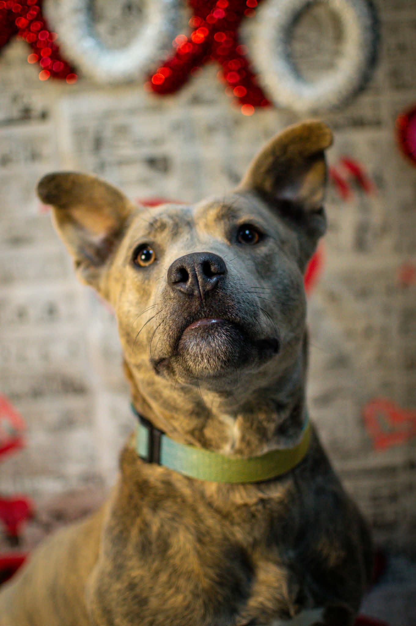 Pebbles, Adoptable, Young Female Pit Bull Terrier.