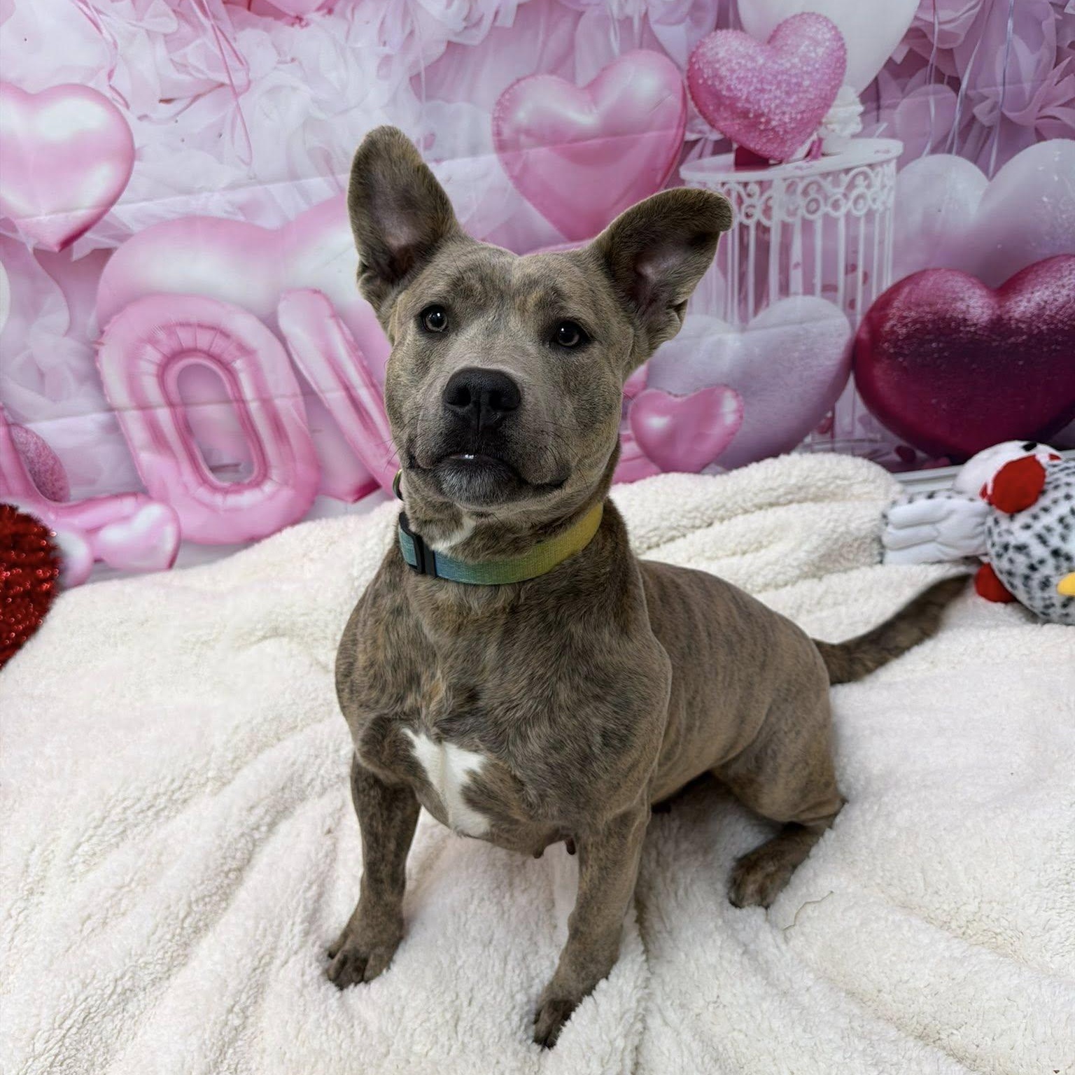 Enlarge Pebbles, a Adoptable Pit Bull Terrier in Martinsville, IN image 2/5