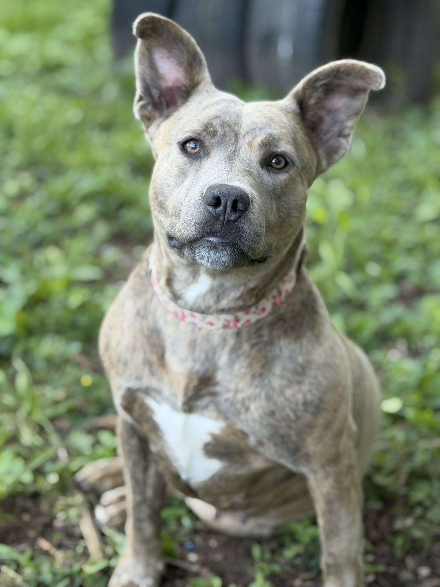 Enlarge Pebbles, a Adoptable Pit Bull Terrier in Martinsville, IN image 6/6