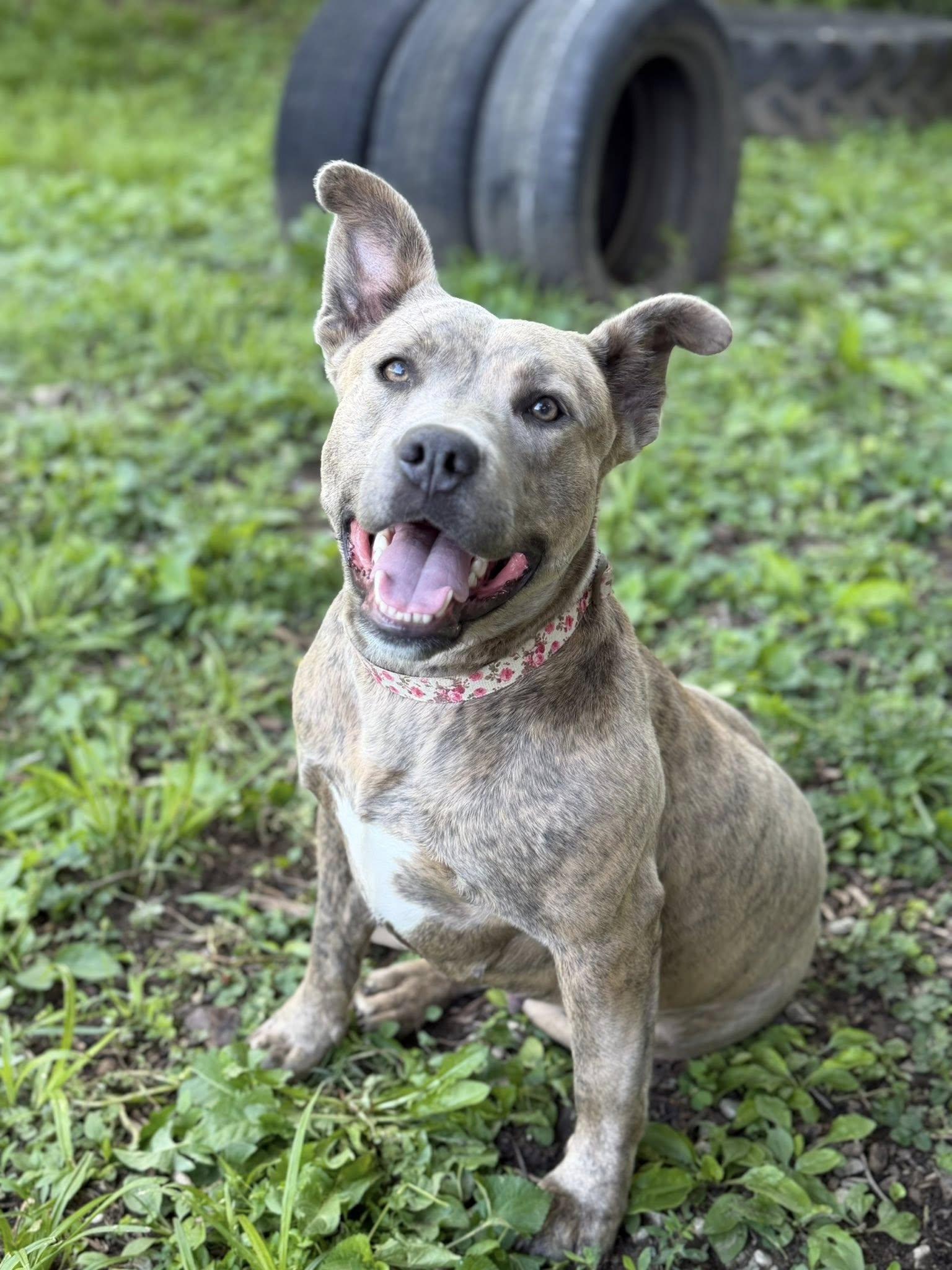 Pebbles, Adoptable, Young Female Pit Bull Terrier.