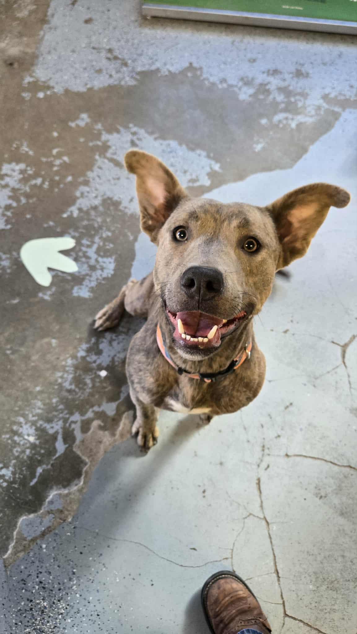 Pebbles, a Adoptable Pit Bull Terrier in Martinsville, IN image 2/2