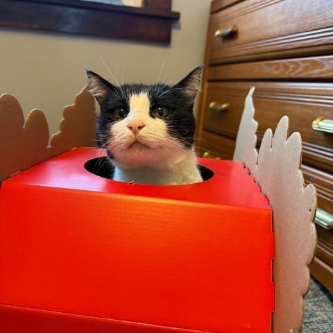 Enlarge Poor Richard, a Adoptable Domestic Short Hair in Gibsonia, PA image 1/6