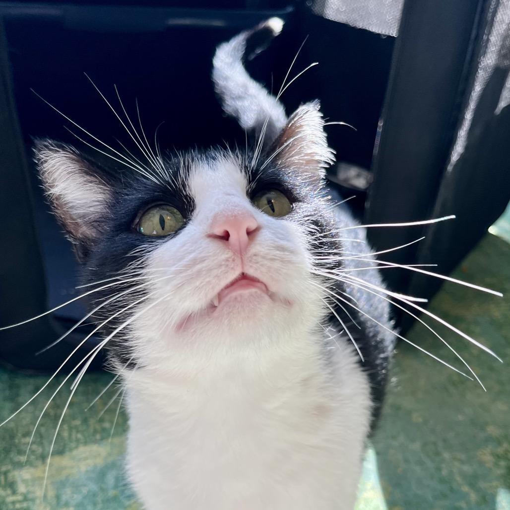 Enlarge Poor Richard, a Adoptable Domestic Short Hair in Gibsonia, PA image 2/6