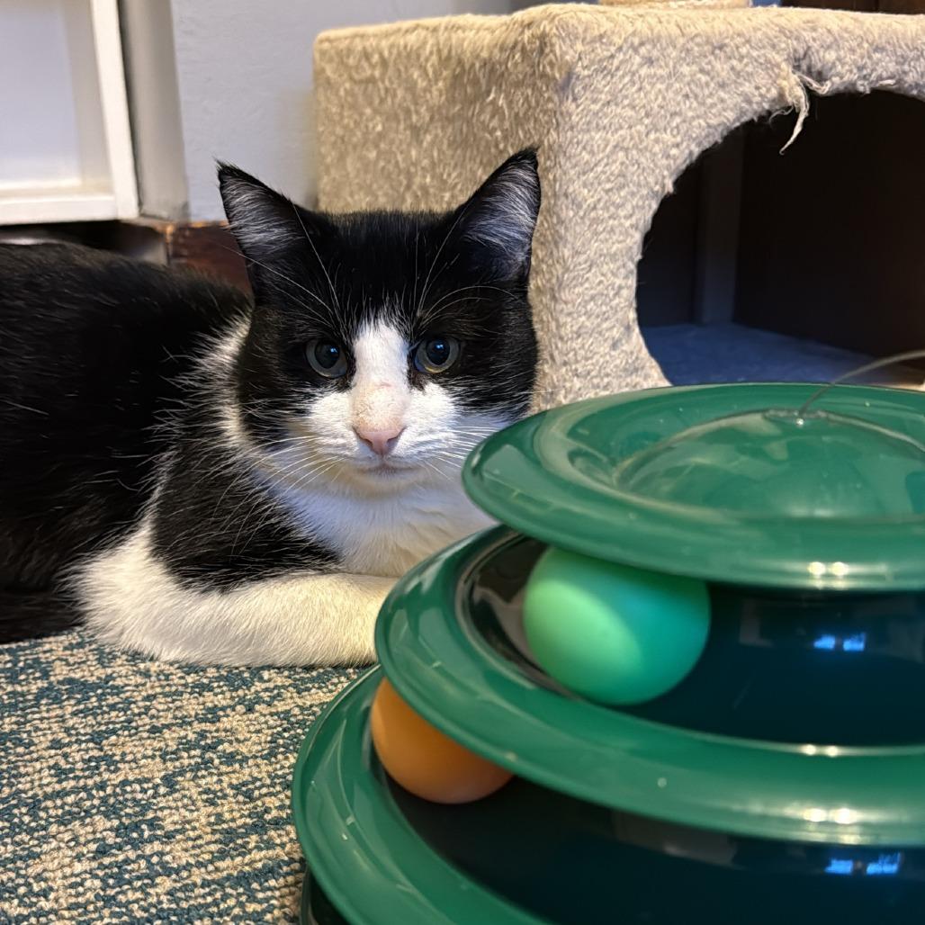 Enlarge Poor Richard, a Adoptable Domestic Short Hair in Gibsonia, PA image 3/6