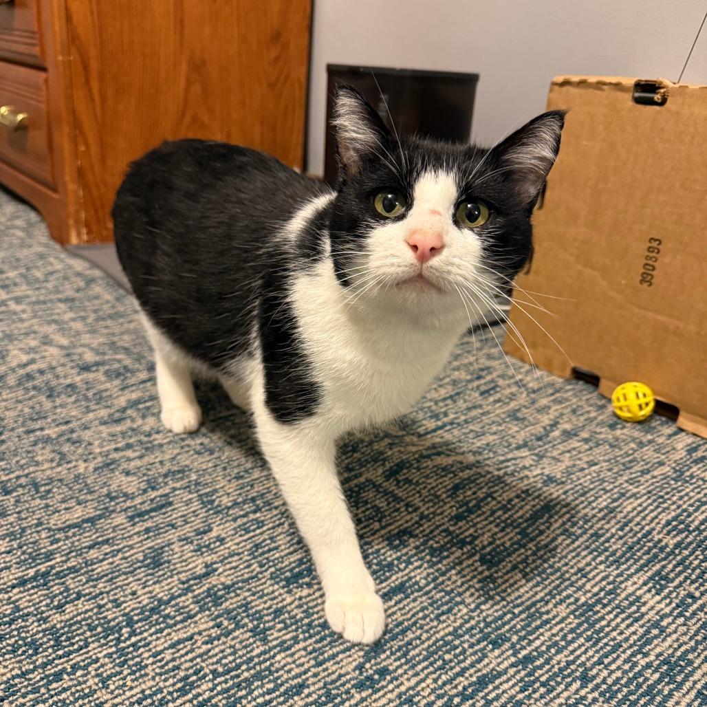 Enlarge Poor Richard, a Adoptable Domestic Short Hair in Gibsonia, PA image 5/6